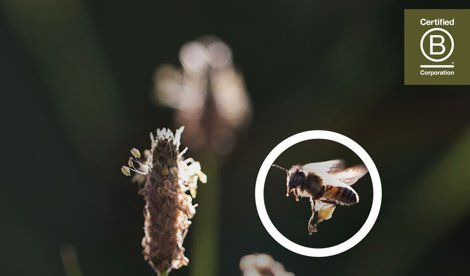 Comunicados Internacional