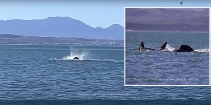 Escena de una orca devorando un gran tiburón blanco