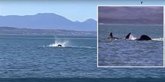 Foto: Primera filmación de una orca devorando a un gran tiburón blanco