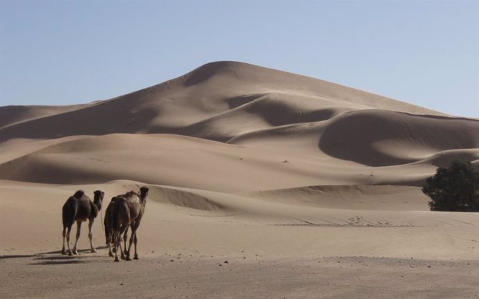 Duna estrella Lala Lallia en Erg Chebbi, Marruecos.