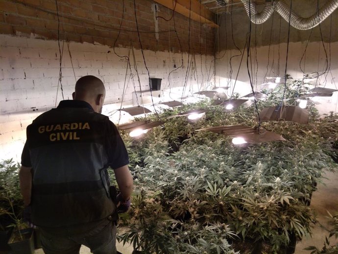 Archivo - Agente en una operación contra el cultivo de marihuana en Loja. Archivo.
