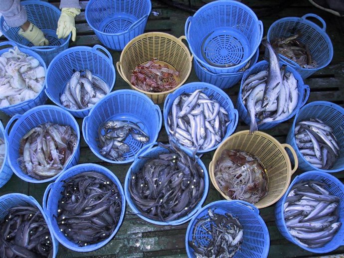 Investigadores del IEO de Vigo desarrollan una técnica estadística para estimar mejor la madurez de la merluza.