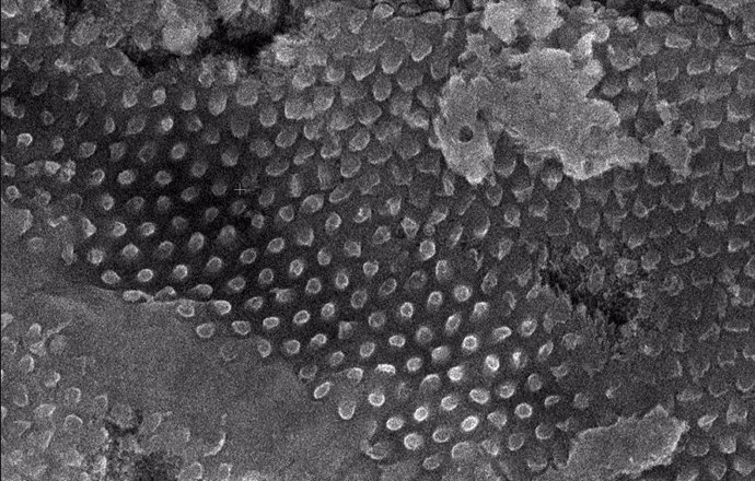 Imagen de microscopio electrónico de barrido (SEM) que muestra el patrón hexagonal muy regular del nanorecubrimiento corneal en los ojos de un  tricóptero farato