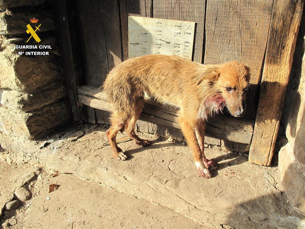 La Guardia Civil de Huesca investiga a un mujer tras esclarecer la muerte de 5 perros por falta de atención