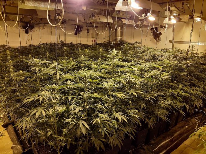 Un cultivo 'indoor' de marihuana.