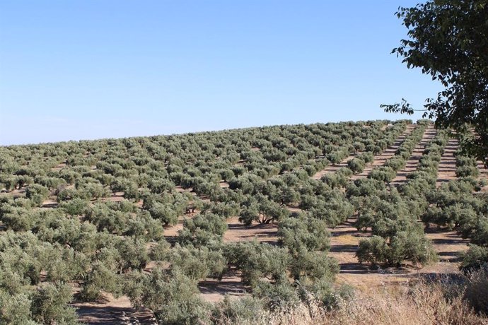 Archivo - Imagen de un olivar en Andalucía