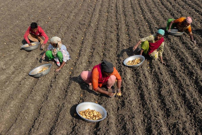 Mujeres cosechando patata en Bangladesh