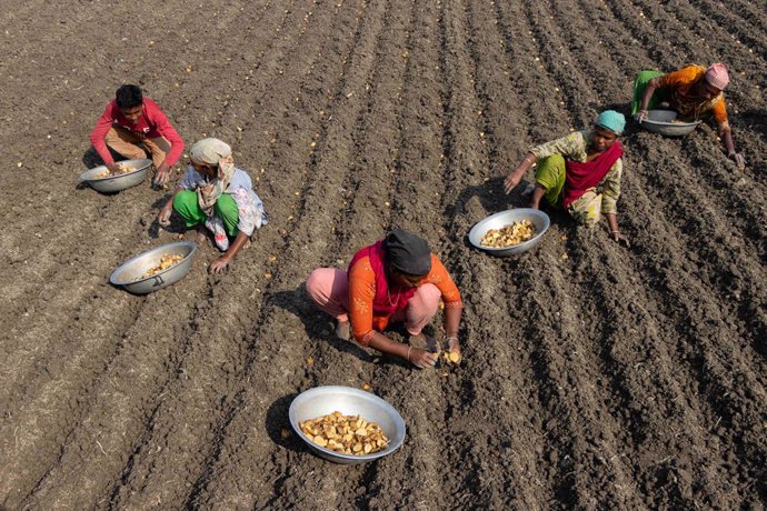 February 17, 2024, Munshiganj, Dhaka, Bangladesh: Farmers sow potato seeds in a field in Munshiganj, Bangladesh. Potatoes take at least 90 days to mature after sowing. Whole potatoes or potato pieces can be used as seeds. A group of workers can harvest up