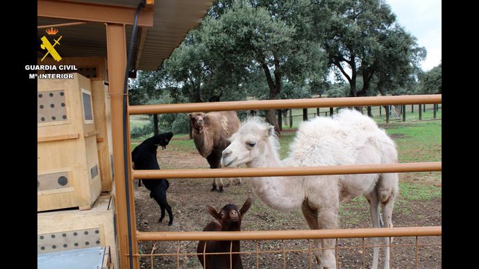 Especímenes incautados por la Guardia Civil.