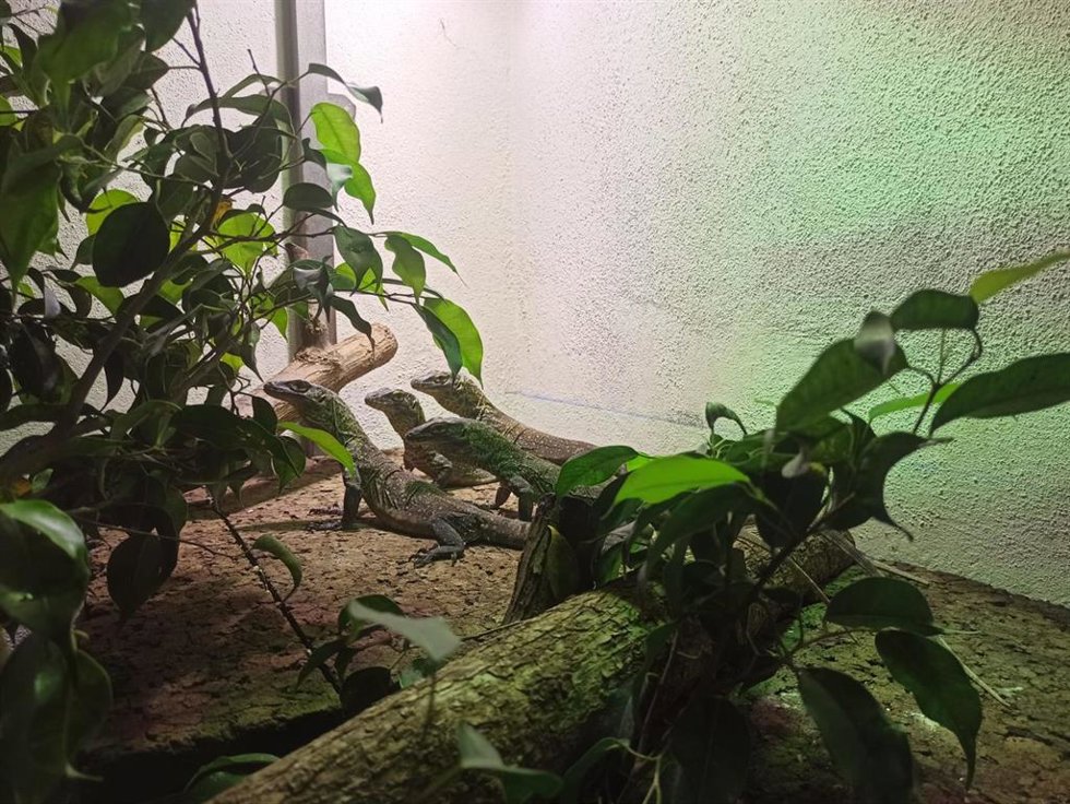 Los dragones de Komodo nacidos en Bioparc Fuengirola cumplen un año de vida