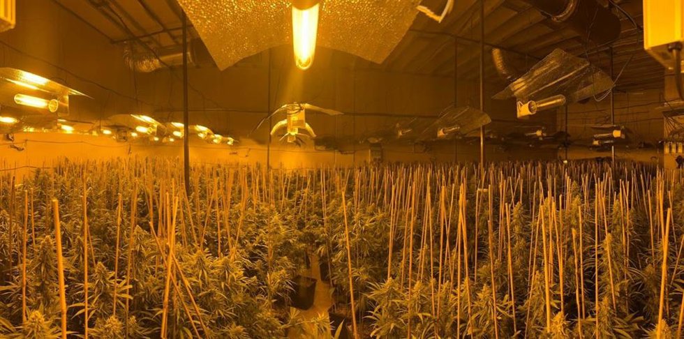 Plantación de marihuana