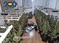 Descubren cerca de 400 plantas de marihuana en una vivienda de Granada tras un aviso de robo