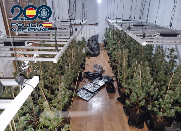 Plantación de marihuana descubierta por la Policía Nacional.