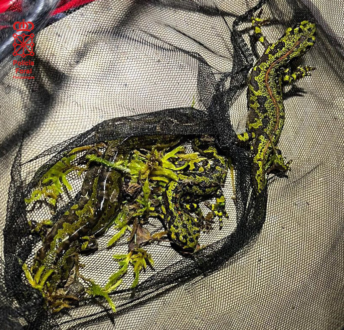 Imagen de los tritones.