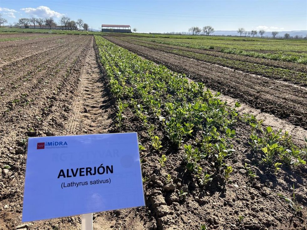 La Comunidad estudia nuevos cultivos para combatir la escasez de lluvias y aumentar la rentabilidad de los agricultores