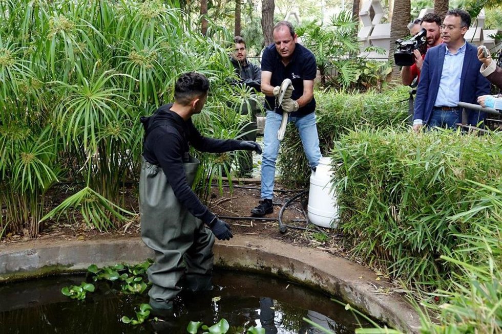 El concejal de Bienestar Animal de Santa Cruz de Tenerife, Carlos Tarife, observa la suelta de anguilas en el Parque García Sanabria para controlar la población de cangrejos de río
