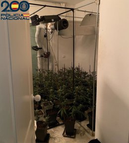 Plantación 'indoor' de marihuana en la vivienda del detenido en Ibiza.