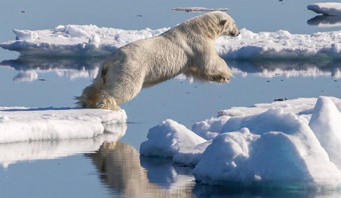 Un oso polar macho (Ursus maritimus) busca presas, saltando de un témpano de hielo a otro en la región de hielo a la deriva al norte de Svalbard.
