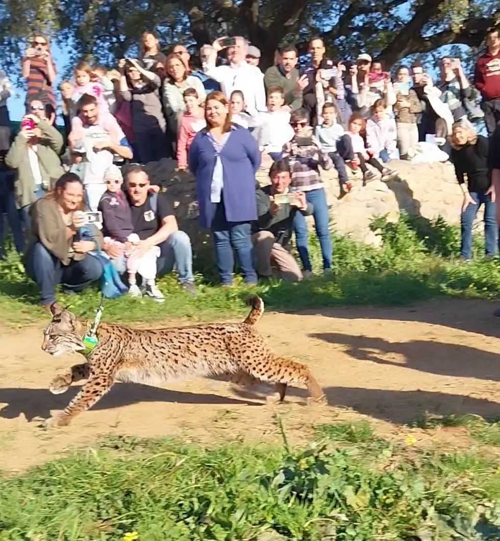 Uno de los linces en el momento de salir a la libertad en la Sierra Morena de Sevilla