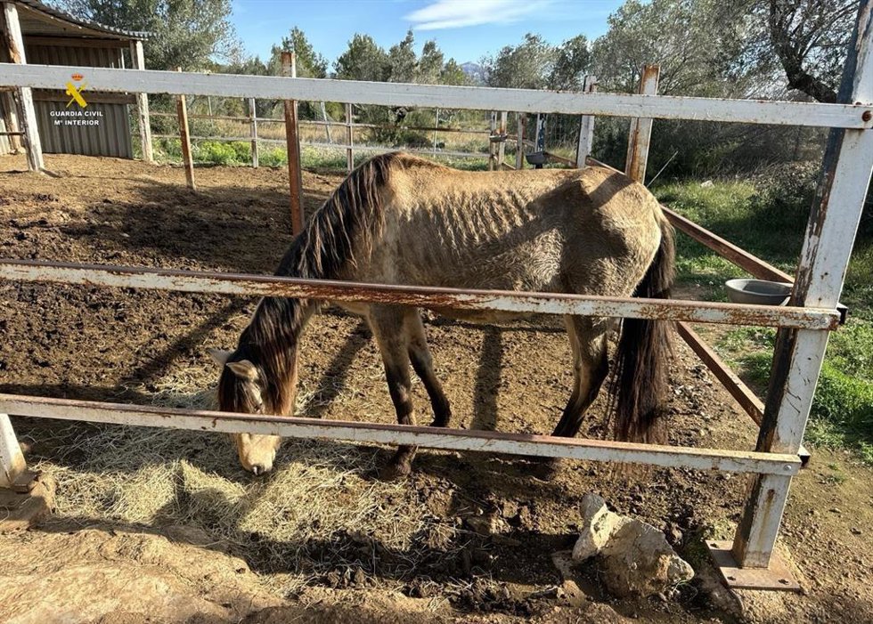 Imagen de uno de los caballos hallados en el Perelló (Tarragona) muy por debajo de un peso saludable.