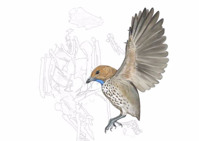 Ilustración que muestra el esqueleto fósil de Imparavis attenboroughi, junto con una reconstrucción del ave en vida.