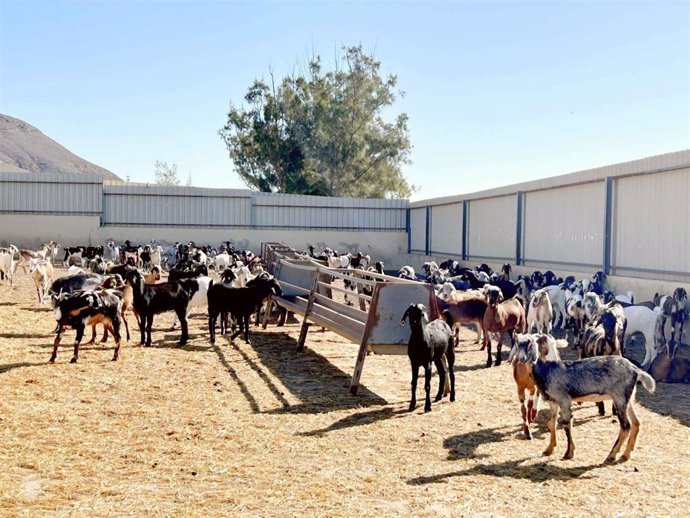 Rebaño de cabras en una explotación ganadera en las Islas Canarias