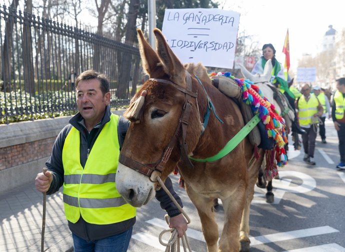 Agricultores se manifiestan con varios burros, a 6 de marzo de 2024, en Madrid (España). La protesta está convocada por ASOLITE, Asociación del Olivar Tradicional Español y es apoyada por una quincena de asociaciones de toda España.