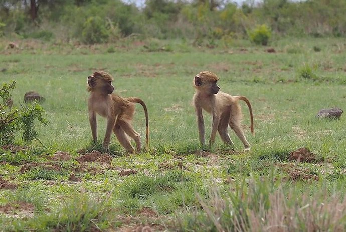 Babuinos juveniles en el Parque Nacional Amboseli en Kenia. Los investigadores combinaron datos de metilación del ADN con datos ecológicos, de comportamiento y de historia de vida recopilados en el sitio de estudio de Amboseli.
