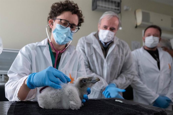 El presidente del Gobierno de Aragón, Jorge Azcón, con un pollo de quebrantahuesos.