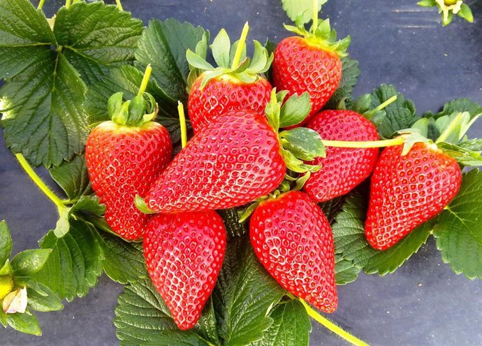 Archivo - Fresas.