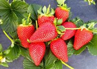 COAG-A exige "la paralización inmediata" de las importaciones de fresas y otros productos frescos de Marruecos