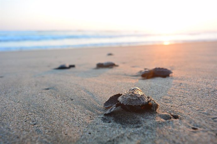 La Fundación Eco-Bahia de Grupo Piñero hace posible el nacimiento de casi 200.000 crías de tortugas marinas