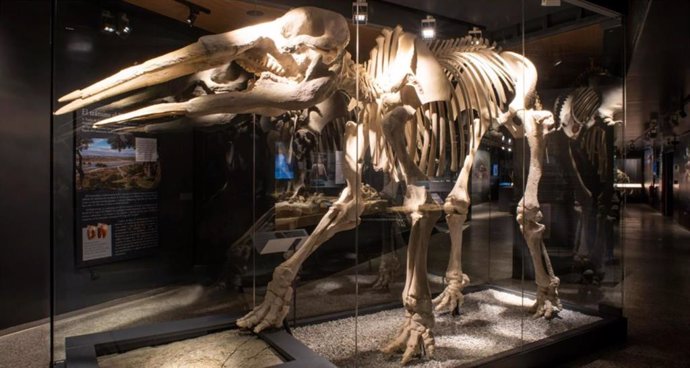 Archivo - Réplica de un dinosaurio que el Museo Arqueológico y Paleontológico de la Comunidad exhibirá en la feria Madrid es Ciencia.
