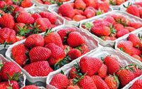 Gobierno dice que las fresas con Hepatitis A se retiraron tras la alerta de Sanidad Exterior y no llegaron al consumidor