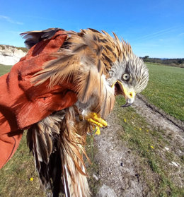 Milano real liberado.