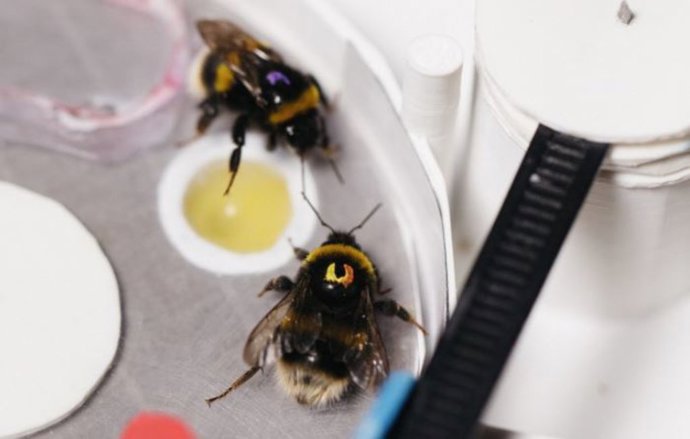 Abejas enseñándose unas a otras a resolver un complejo rompecabezas