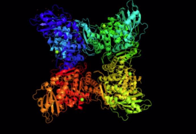Rubisco, que se cree que es la enzima más abundante del planeta, cataliza la fijación de dióxido de carbono durante la fotosíntesis. Esto muestra un modelo de rubisco de espinacas.
