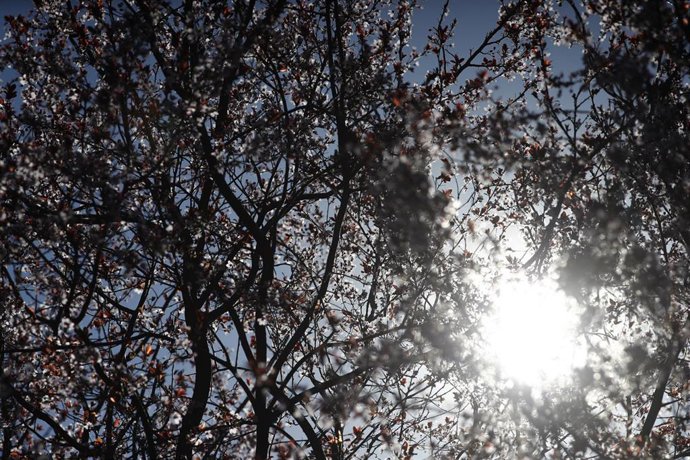 Archivo - Detalle de un almendro en flor en el Parque de la Montaña (cercano al Templo de Debod) en Madrid una semana antes del inicio de la primavera.  