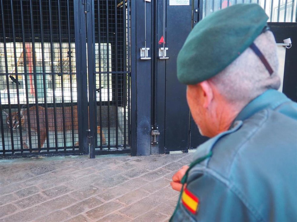 La Guardia Civil interviene un ejemplar de lince africano en el jardín de una vivienda en Marbella
