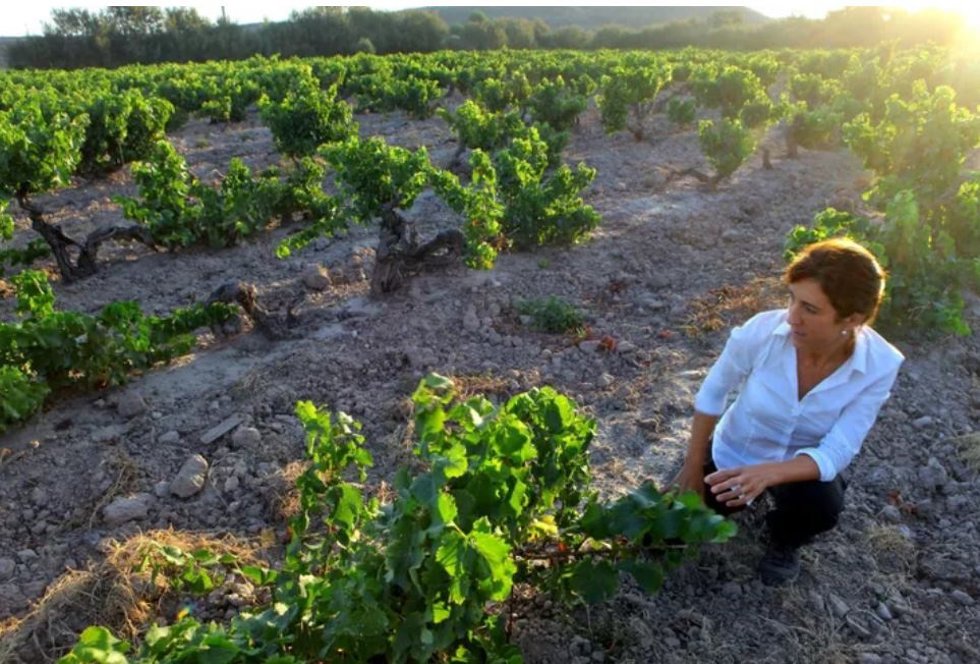 Archivo - Mujer en un viñedo