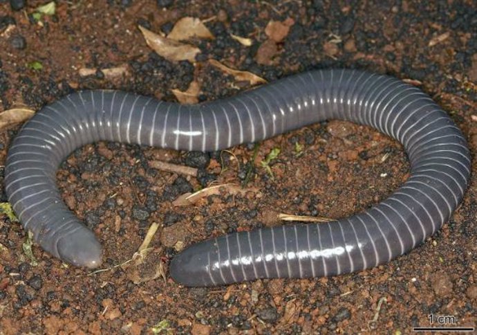 Una cecilia anillada, Siphonops annulatus. Ni serpientes ni gusanos, las cecilias son anfibios con forma de serpiente emparentados con las ranas y las salamandras.