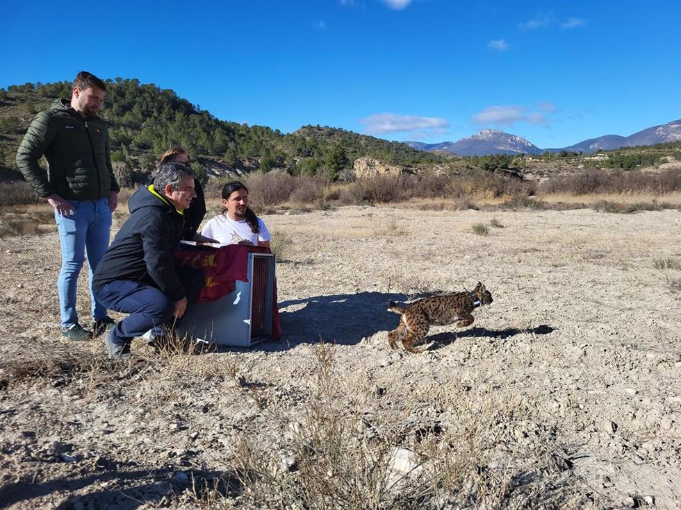 El Consejero De Medio Ambiente, Universidades, Investigación Y Mar Menor, Juan María Vázquez, Observa La Carrera Del Lince Ibérico 'Uri' En La Suelta Dura