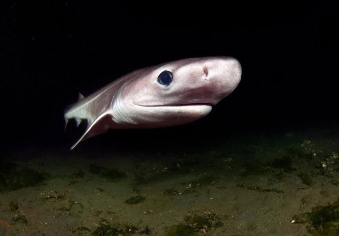 Un tiburón de nariz roma (Hexanchus griseus) frente a Puget Sound, Estados Unidos