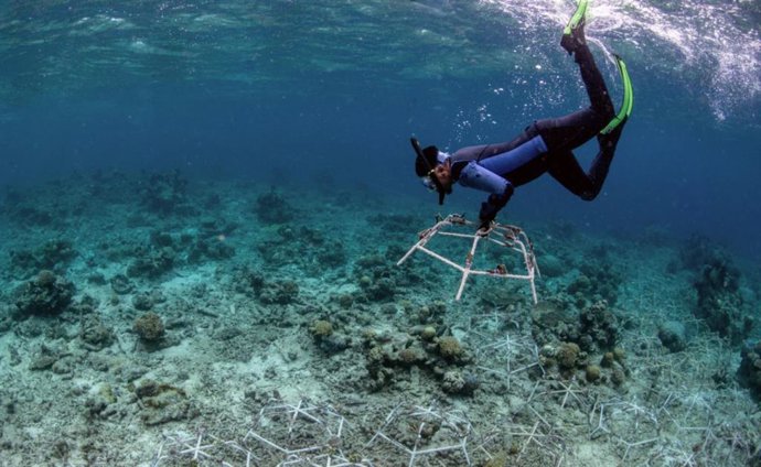 Los Reef Stars se instalan en áreas degradadas para estabilizar los escombros sueltos e impulsar el rápido crecimiento de los corales.