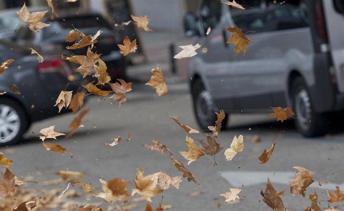 Archivo - Hojas en movimiento por el viento