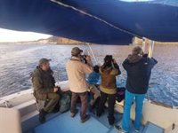 La Junta localiza dos núcleos de reproducción del cormorán moñudo en Andalucía