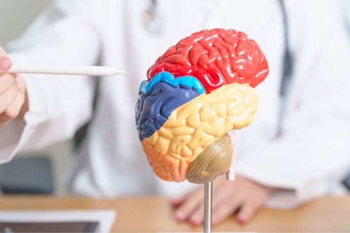 Maqueta de un cerebro.