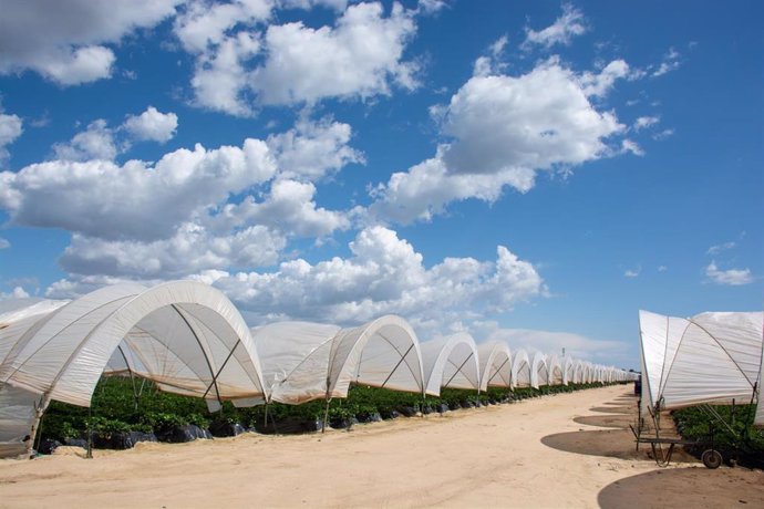 Invernaderos de fresas en Doñana.