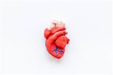 Foto: Un nuevo material mitiga el daño al ventrículo derecho del corazón
