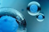 Foto: Investigan cómo crear "óvulos" viables a través de células de la piel